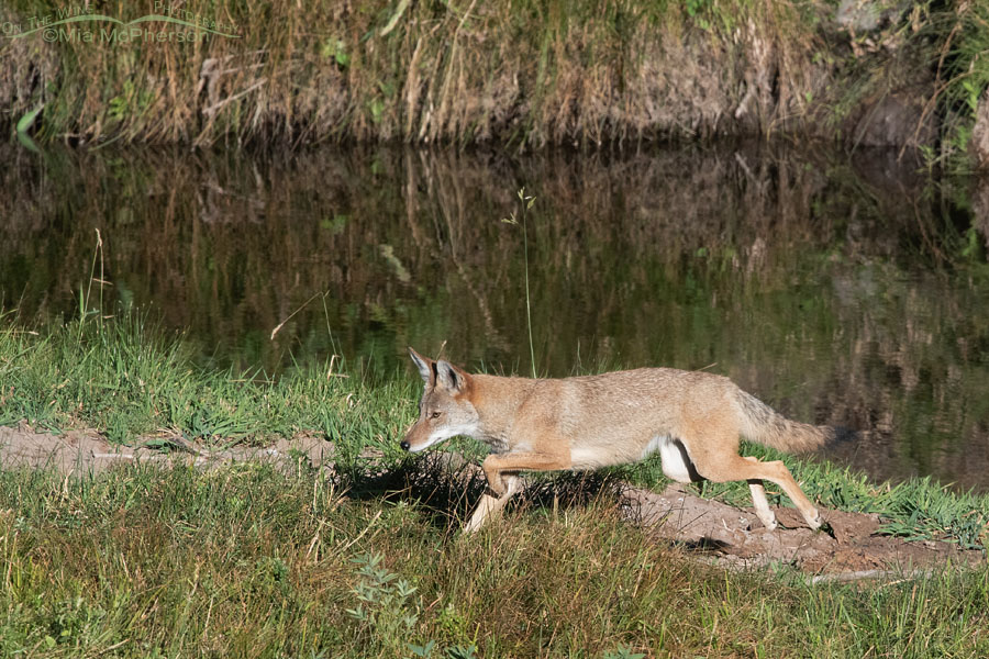 Coyote looking for prey next to a creek, Wasatch Mountains, Summit County, Utah