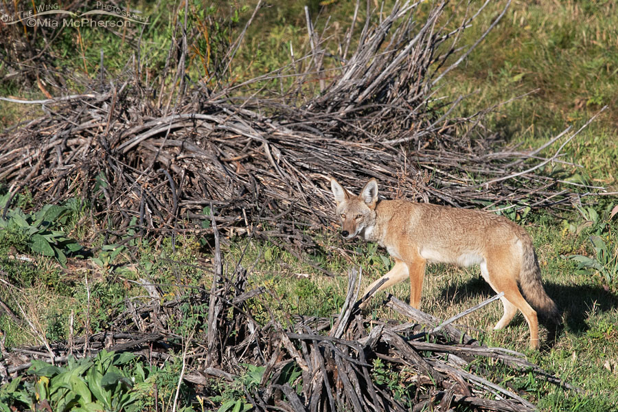 Coyote looking for prey in a brush pile, Wasatch Mountains, Summit County, Utah