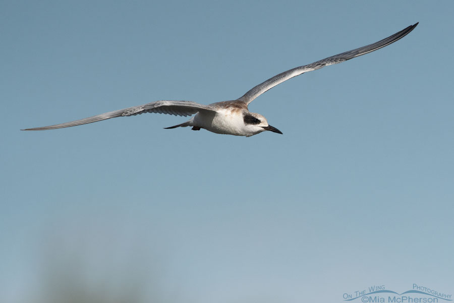 Immature Forster's Tern hunting for prey, Farmington Bay WMA, Davis County, Utah