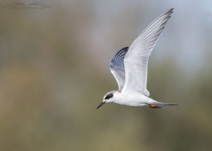 Young Forster's Tern searching for prey, Farmington Bay WMA, Davis County, Utah