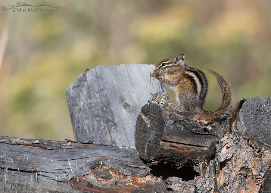 Least Chipmunk stuffing its cheeks with seeds, Wasatch Mountains, Morgan County, Utah