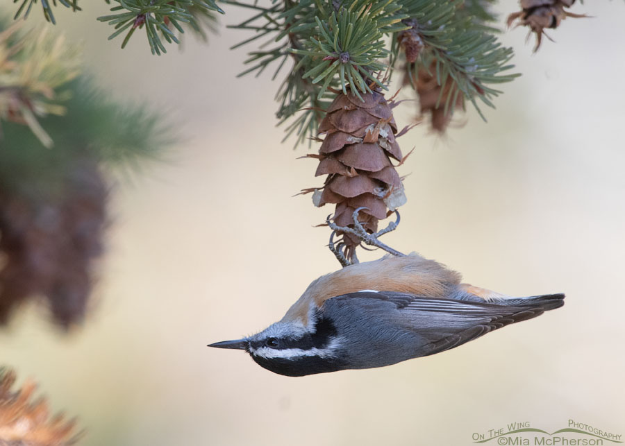 Red-breasted Nuthatch on a Douglas Fir, Stansbury Mountains, West Desert, Tooele County, Utah
