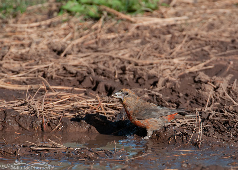 Red Crossbill drinking at a puddle of water, Flaming Gorge National Recreation Area, Daggett County, Utah