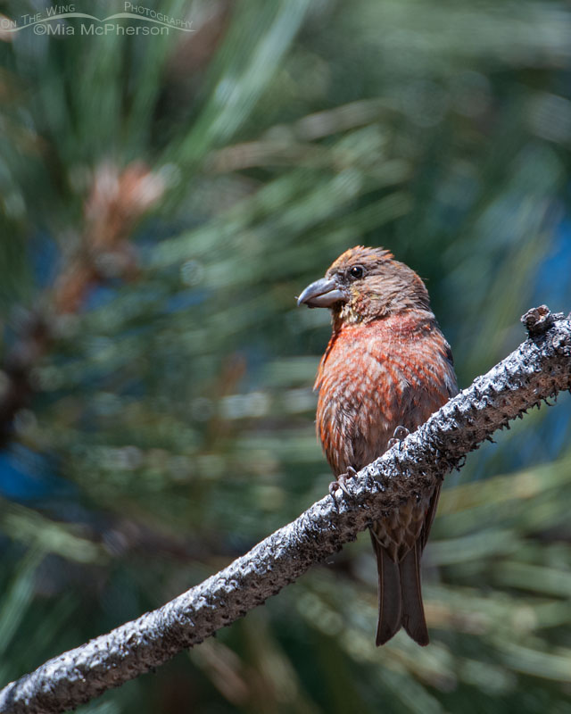 Red Crossbill at Flaming Gorge National Recreation Area, Daggett County, Utah