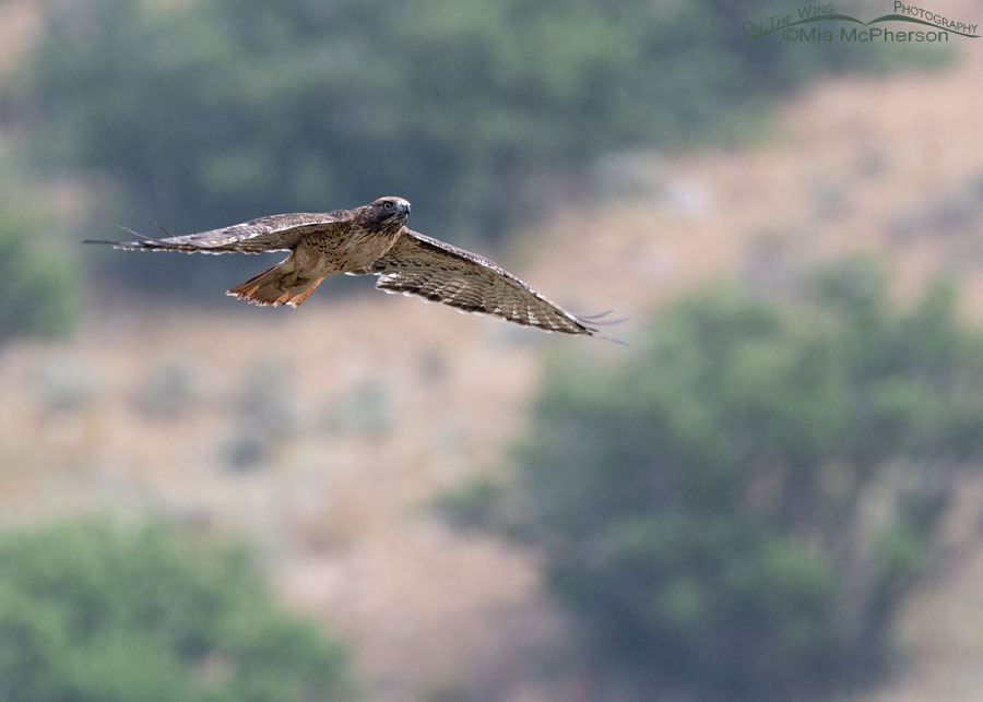 Damp adult Red-tailed Hawk fly over, Wasatch Mountains, Summit County, Utah