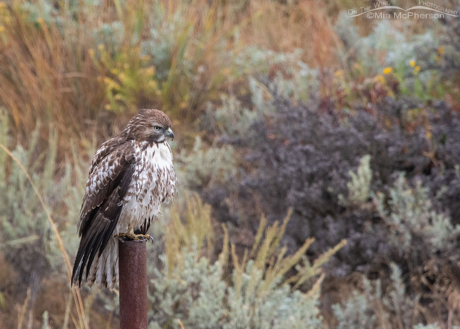 Wet and bedraggled immature Red-tailed Hawk, Wasatch Mountains, Summit County, Utah