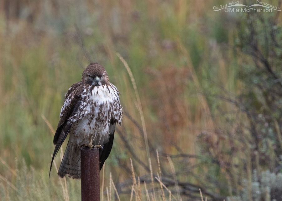 Immature Red-tailed Hawk on a foggy September morning, Wasatch Mountains, Summit County, Utah