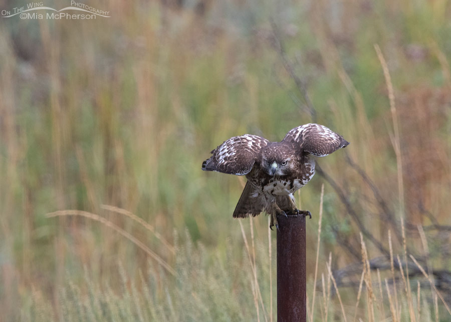 Immature Red-tailed Hawk lifting off from a metal post, Wasatch Mountains, Summit County, Utah