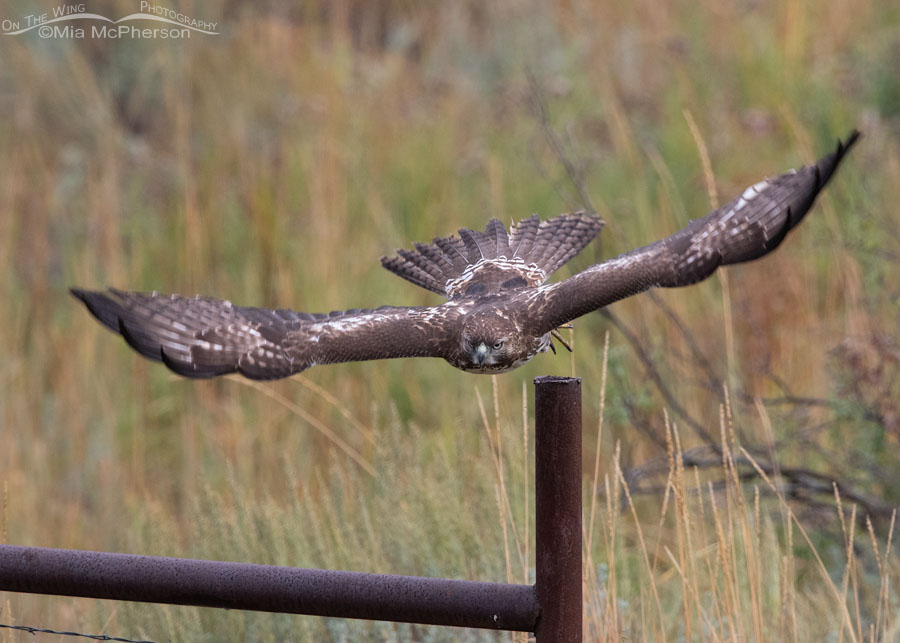 Immature Red-tailed Hawk diving on prey on a foggy morning, Wasatch Mountains, Summit County, Utah