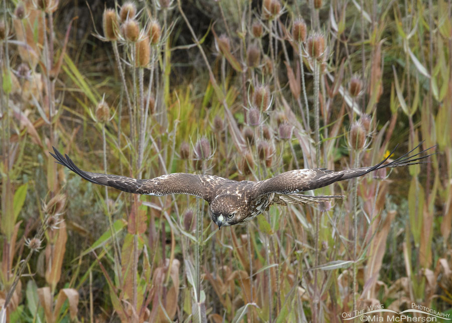 Immature Red-tailed Hawk about to capture prey, Wasatch Mountains, Summit County, Utah