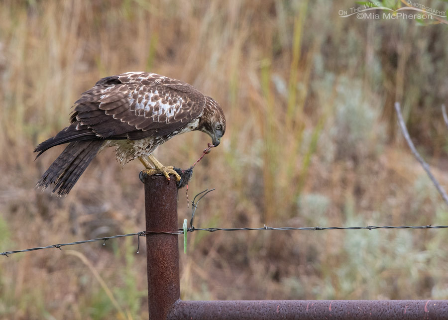 Immature Red-tailed Hawk eating its prey on a metal post, Wasatch Mountains, Summit County, Utah