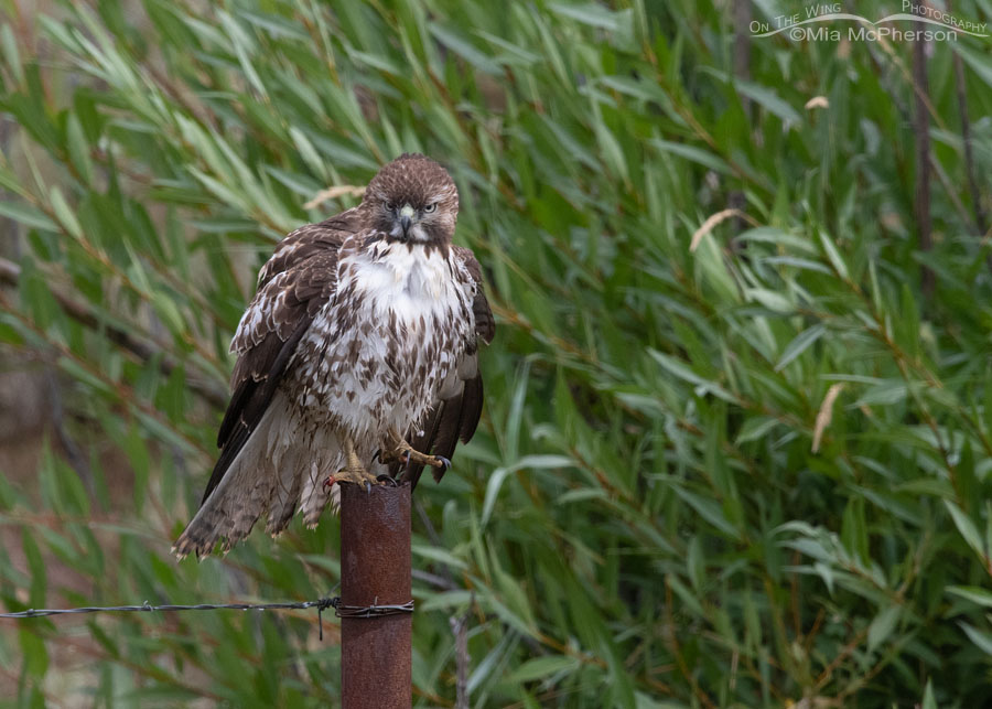 Immature Red-tailed Hawk after eating its prey, Wasatch Mountains, Summit County, Utah