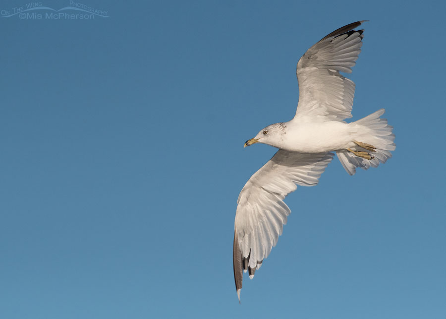 Molting Ring-billed Gull in flight, Farmington Bay WMA, Davis County, Utah