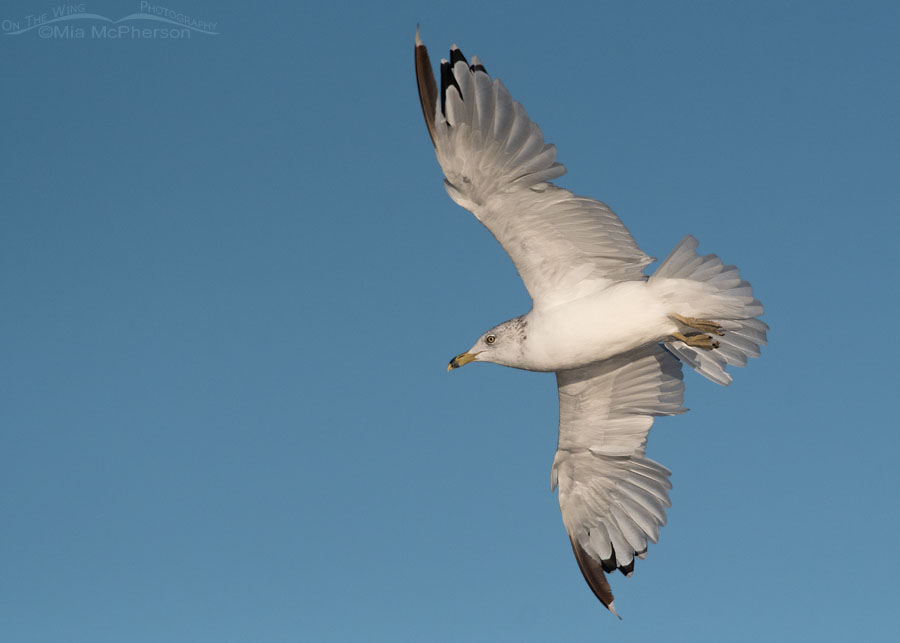 Symmetrical molt in a Ring-billed Gull, Farmington Bay WMA, Davis County, Utah