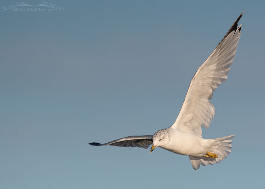 Molting Ring-billed Gull flying over Farmington Bay WMA, Davis County, Utah