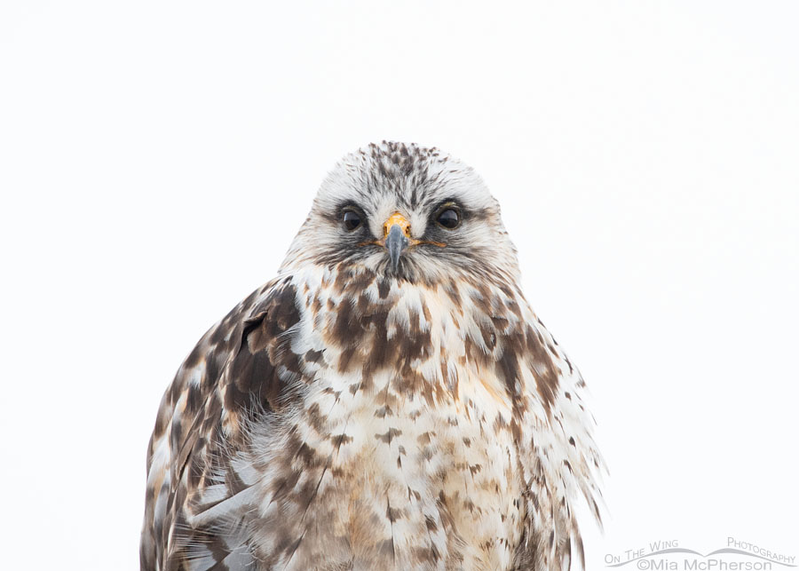 Head on stare from a Rough-legged Hawk in the snow, Bear River Migratory Bird Refuge, Box Elder County, Utah