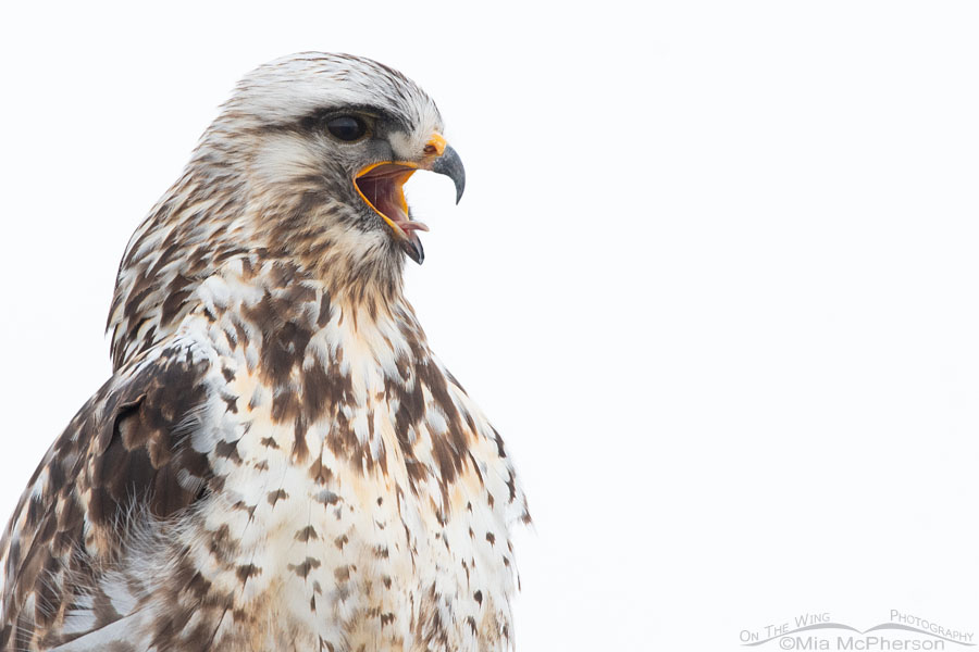 Low light Rough-legged Hawk with wide open beak, Bear River Migratory Bird Refuge, Box Elder County, Utah