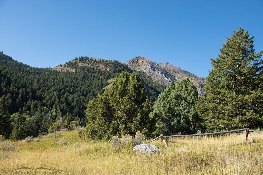 Up high in the Stansbury Mountains, West Desert, Tooele County, Utah