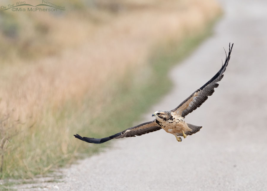 Immature Swainson's Hawk in flight after lifting off from a gravel road, Red Rock Lakes National Wildlife Refuge, Centennial Valley, Beaverhead County, Montana
