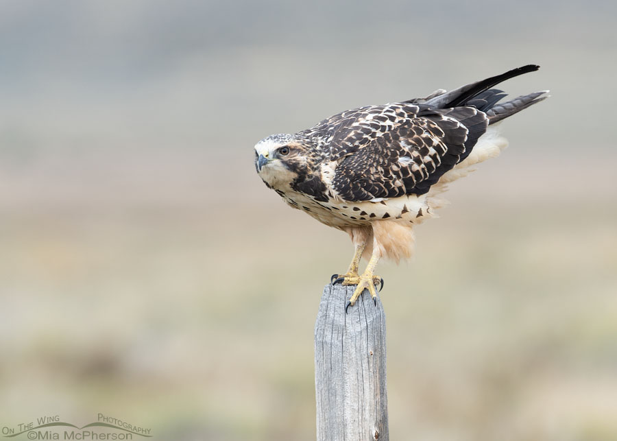 Immature Swainson's Hawk in a lift off pose, Red Rock Lakes National Wildlife Refuge, Centennial Valley, Beaverhead County, Montana