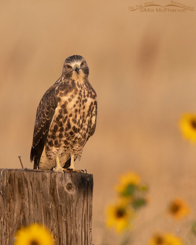 Immature Swainson's Hawk with wildflowers, Bear River Migratory Bird Refuge, Box Elder County, Utah