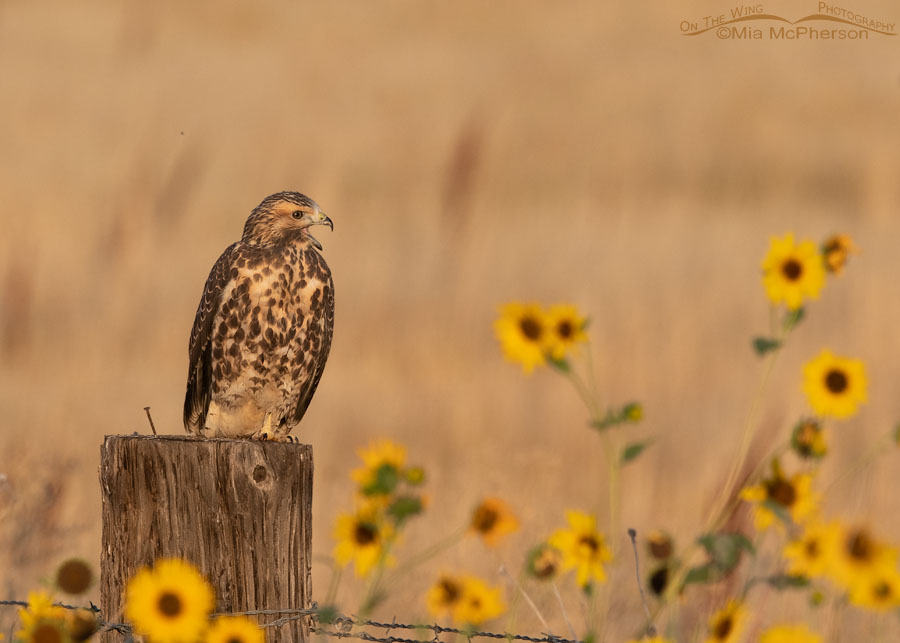 Calling immature Swainson's Hawk and wild sunflowers, Bear River Migratory Bird Refuge, Box Elder County, Utah