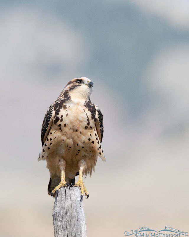 Immature Swainson's Hawk with an eye on the sky, Red Rock Lakes National Wildlife Refuge, Centennial Valley, Beaverhead County, Montana
