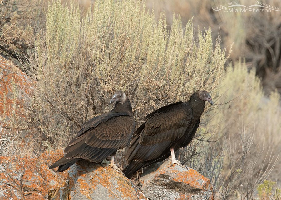Side by side immature Turkey Vultures, Box Elder County, Utah