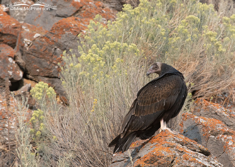 Immature Turkey Vulture resting on lichen-covered rocks, Box Elder County, Utah
