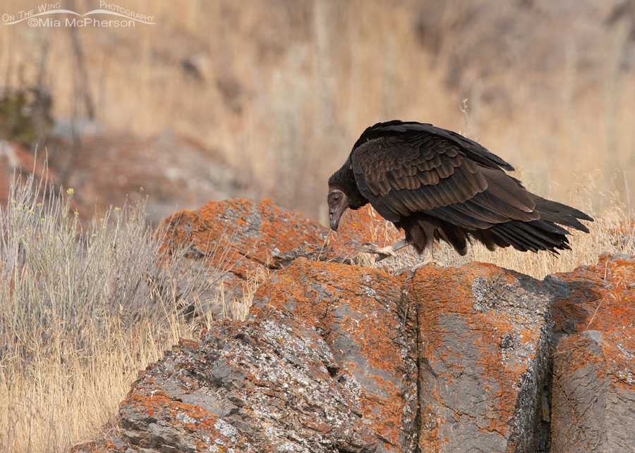 Hatch year Turkey Vulture walking in lichen-covered rocks, Box Elder County, Utah