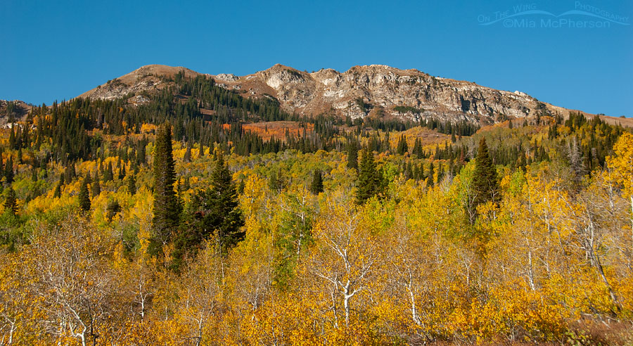 Bountiful Peak in Autumn, Uinta Wasatch Cache National Forest, Skyline Drive, Davis County, Utah