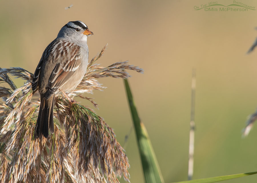 Adult White-crowned Sparrow in early morning light, Farmington Bay WMA, Davis County, Utah
