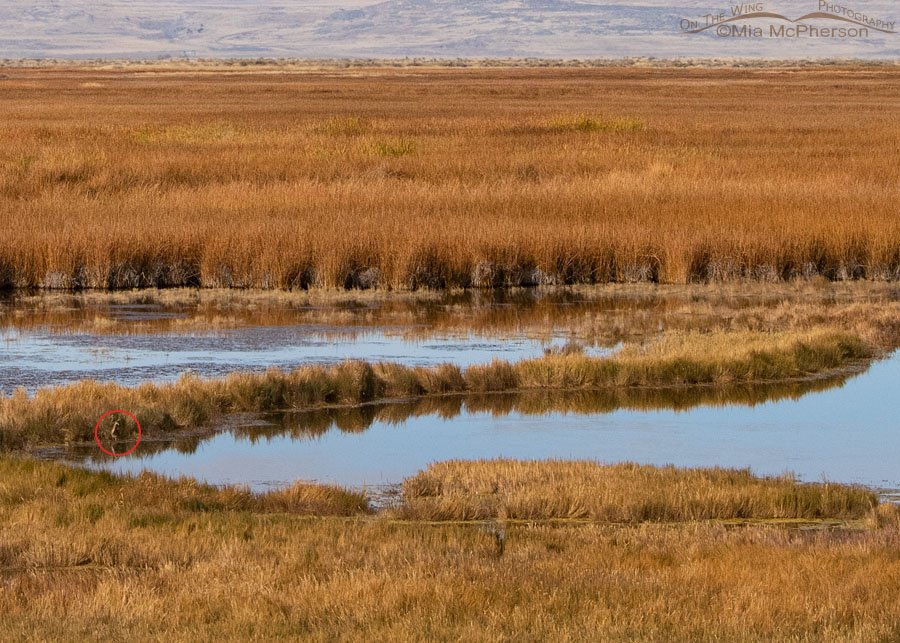 Where is the American Bittern? Box Elder County, Utah