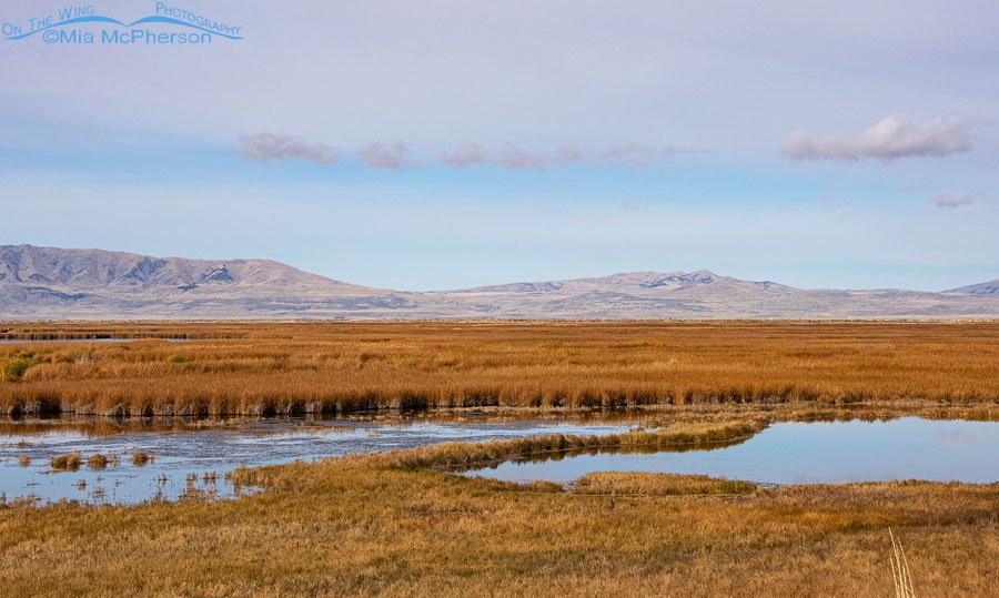 Spot the American Bittern in a northern Utah marsh, Box Elder County, Utah
