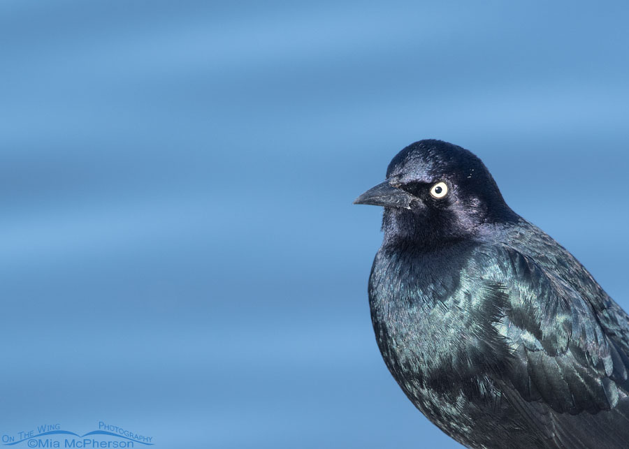 Brewer's Blackbird close up, Farmington Bay Waterfowl Management Area, Davis County, Utah