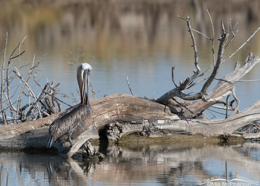 Vagrant Brown Pelican preening, Bear River Migratory Bird Refuge, Box Elder County, Utah