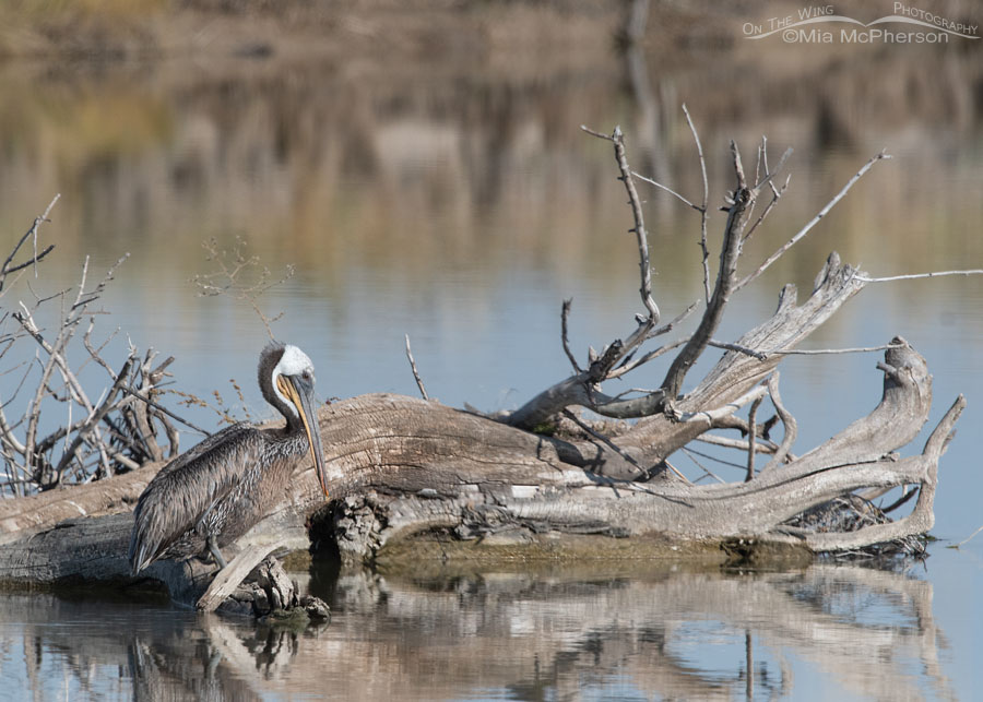Resting Brown Pelican on the Bear River, Bear River Migratory Bird Refuge, Box Elder County, Utah