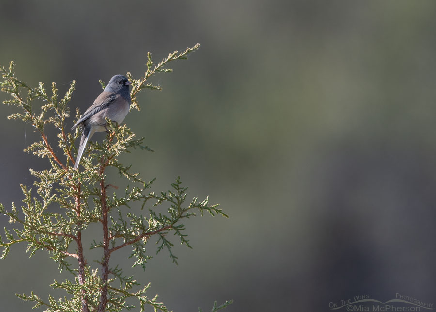 Dark-eyed Junco - Small in the frame