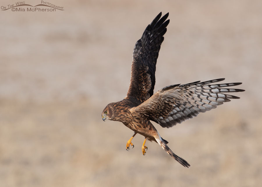 Northern Harrier hovering while on the hunt, Farmington Bay WMA, Davis County, Utah