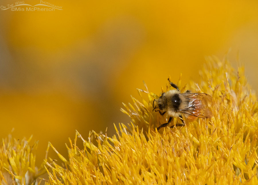 Bumble Bee on blooming Rabbitbrush in October