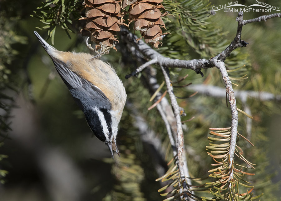 Upside down Red-breasted Nuthatch eating a Douglas Fir seed, West Desert, Tooele County, Utah