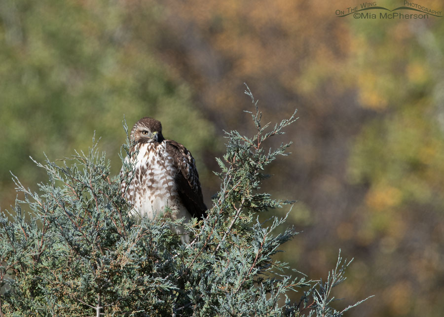 Immature Red-tailed Hawk in early autumn, Wasatch Mountains, Summit County, Utah