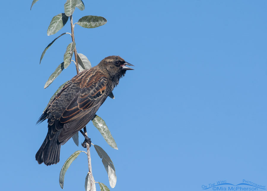 Immature male Red-winged Blackbird singing from the top of a tree, Farmington Bay WMA, Davis County, Utah