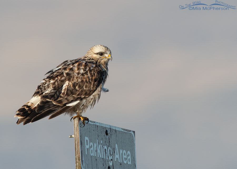 Rough-legged Hawk perched on a parking sign, Bear River Migratory Bird Refuge, Box Elder County, Utah