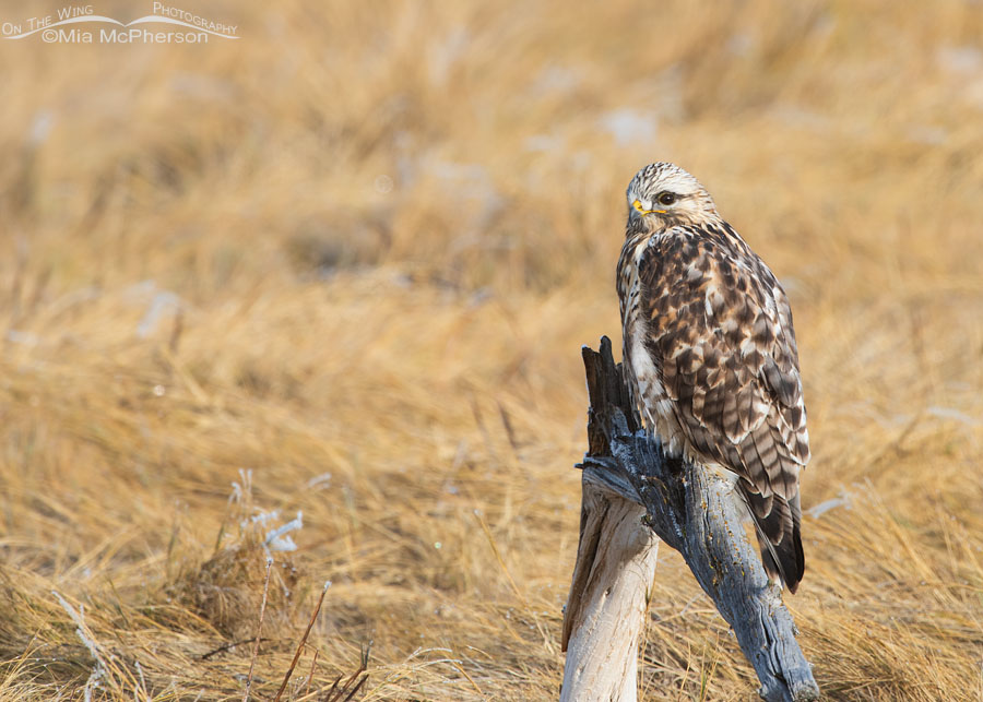 Male Rough-legged Hawk on a broken stump, Bear River Migratory Bird Refuge, Box Elder County, Utah