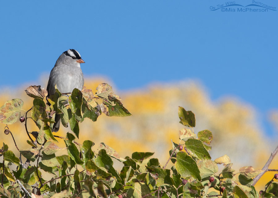Adult White-crowned Sparrow in a Hackberry tree, Box Elder County, Utah
