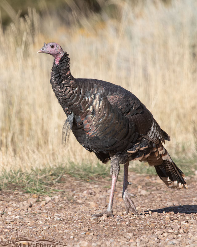 Wild Turkey Tom strutting his stuff, Stansbury Mountains, West Desert, Tooele County, Utah