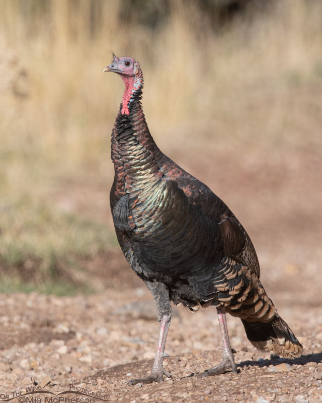Wild Turkey male in West Desert mountains, Stansbury Mountains, Tooele County, Utah