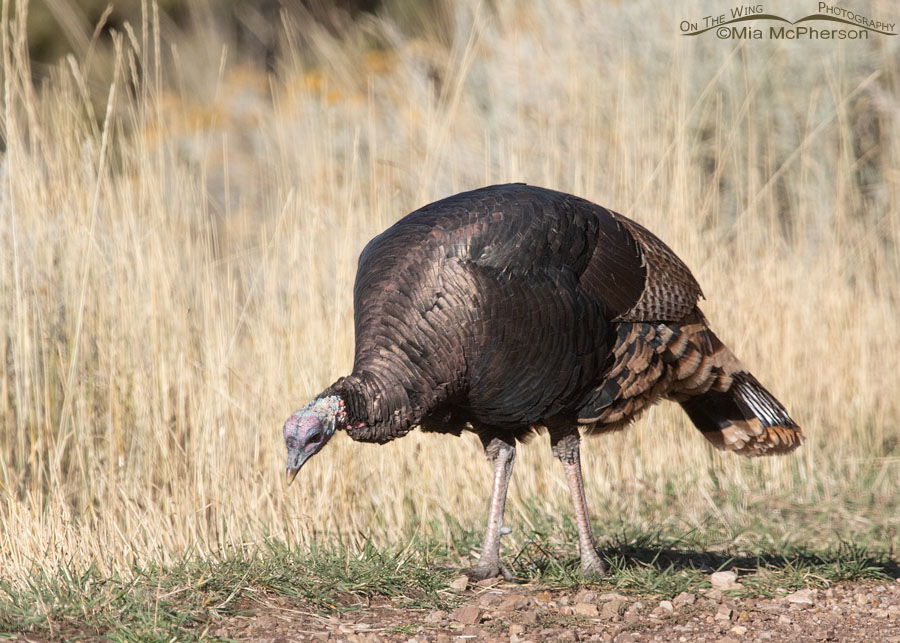 Very dark Wild Turkey male, Stansbury Mountains, West Desert, Tooele County, Utah