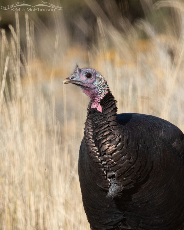 Dark Wild Turkey male, Stansbury Mountains, West Desert, Tooele County, Utah